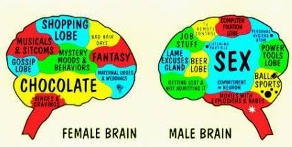 female vs male brain